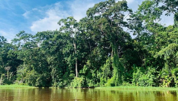 Entdecken Sie den Tortuguero Nationalpark – Ganztägige Tour - Foto 3