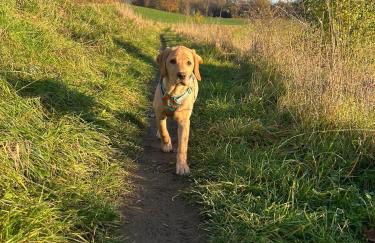 Kleine Auszeit Ferienwohnung nahe Bosenbergklinik mit Parkplatz, Haustiere willkommen - Foto 41