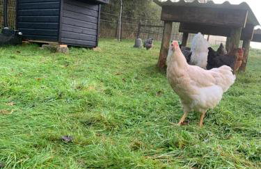 Field View - Foto 32