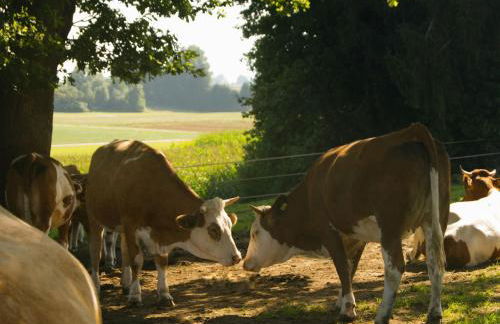 Ferienhaus Axmann - Foto 10