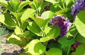 Casale Forno Vecchio - Foto 63