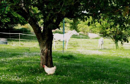 La demeure d'Ervée - Foto 35