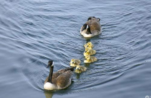 Lakefront Retreat on Lake Washington with Hot Tub Private Dock and Views - Foto 14