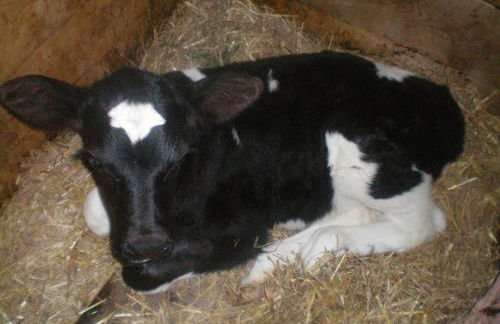 Schweiggerhof -Agriturismo- Farm Holidays - Foto 19