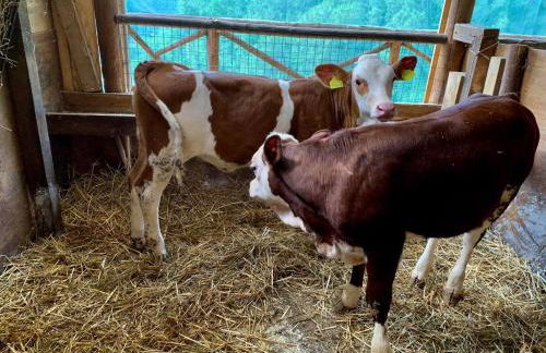 Il Giardino Dorato - Foto 20