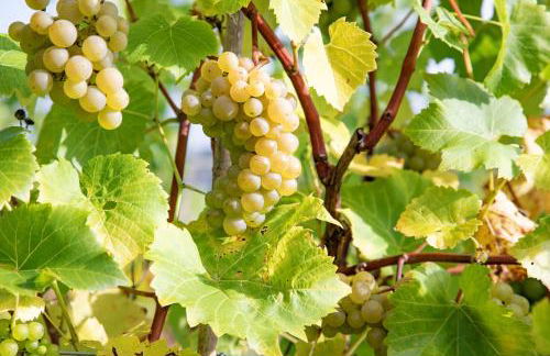 Get-Togethers with function room - Foto 35