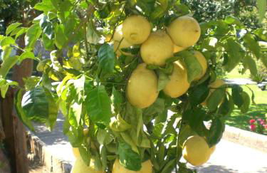 Chalet Claudia - Foto 24