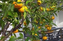 Lemonokipos, holiday house with private pool - Foto 45