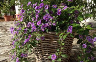 Casa Sant Angelo - Photo 59