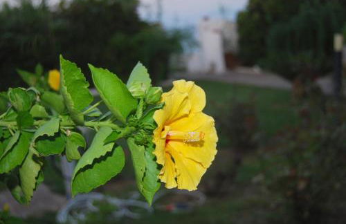 Villa Akrata - Photo 60