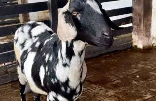 Flat Hotel Fazenda Monte Castelo Gravatá Bezerros - Foto 46