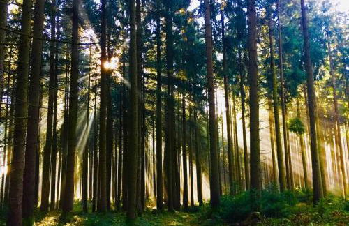 5Sterne Ferienwohnung im Fachwerk mit Bergblick in Alleinlage und großem Garten, Infrarotkabine - Foto 54