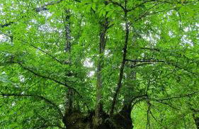 Huerto Fernandito - Foto 31