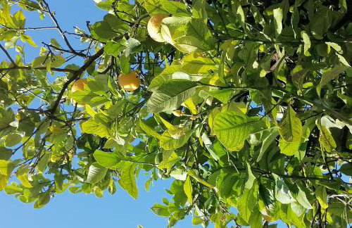 Lemon Tree House - Photo 35