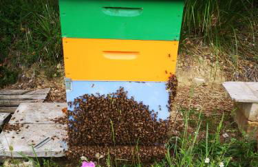 Pietra Antica Agriturismo - Foto 22