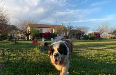 Agriturismo il Podere Vedelago con San Bernardo, Alpaca e una Pentola di cose da scoprire - Foto 1
