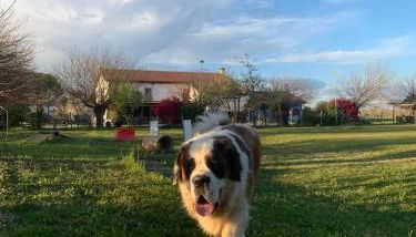 Agriturismo il Podere Vedelago con San Bernardo, Alpaca e una Pentola di cose da scoprire - Foto 1