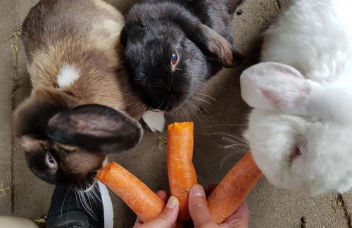 Ela's Hof - Sommerflieder - Foto 12