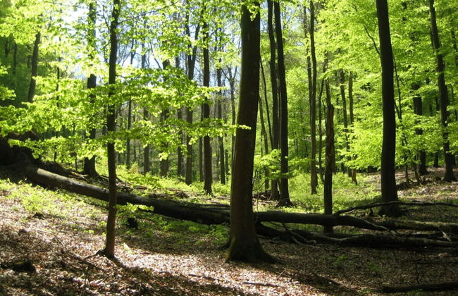 Mechthild and Hans-jurgen Geschwind - Foto 17