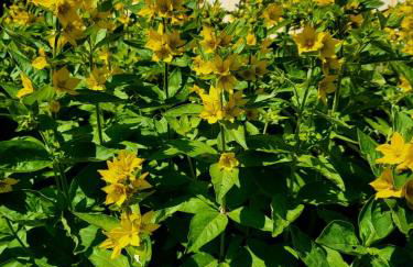 Haus am Walde - Foto 36