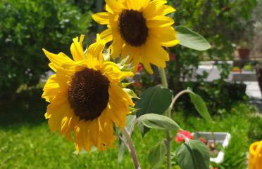 Finikas Rooms - Foto 27