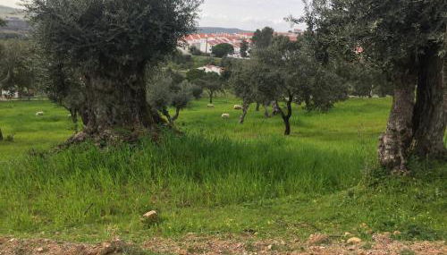 Holiday home Monte das Azinheiras - Foto 5