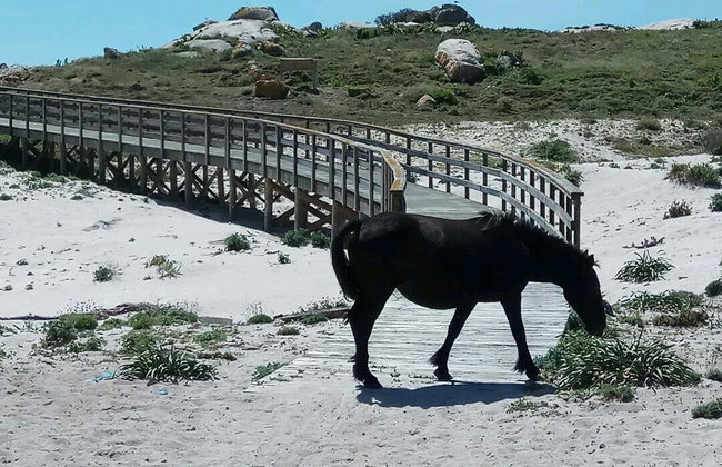 Excursão à ilha de Sálvora - Foto 8