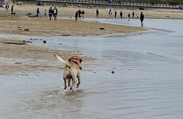 Clydfan No 1 Trearddur Road - Photo 53