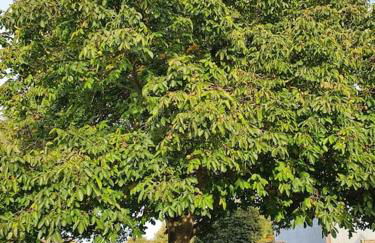 La Villa Juliette L'Etoile Filante Gite - Foto 12