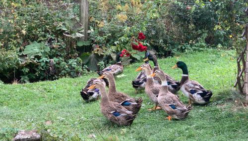 Ferienwohnung Wehner - Photo 4