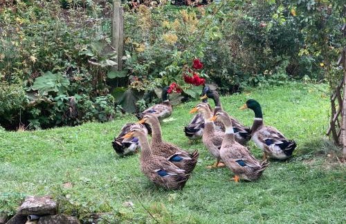 Ferienwohnung Wehner - Foto 12