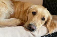 Ferienwohnung Dörnberg erleben mit Tiere bei Winterberg - Foto 23