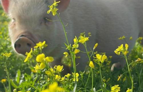 Viva! Farmhouse - Foto 38