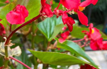 Apartman Ruža - Photo 46