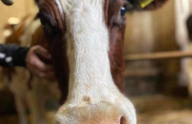 Agroturystyka Jak Makiem Zasiał Dworki 10 - Foto 65