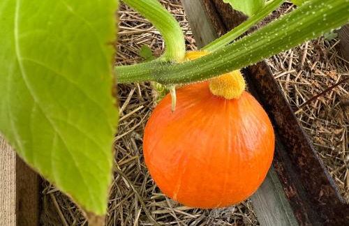 Fewo Horst 3 blau - Foto 21