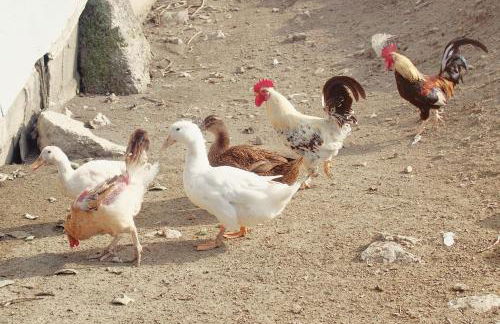 Il Casale-toscoemiliano - Foto 15