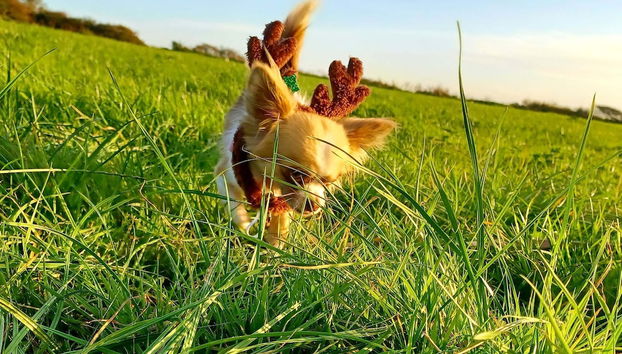 Animaux de compagnie acceptés