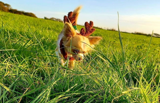 Secluded Converted Horsebox Retreat in Welcombe - Photo 3