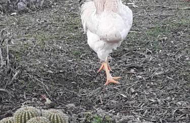 Villa Cristina - Foto 14