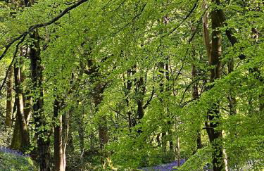 Eller How House - Private Regency Property & Lake - Foto 35