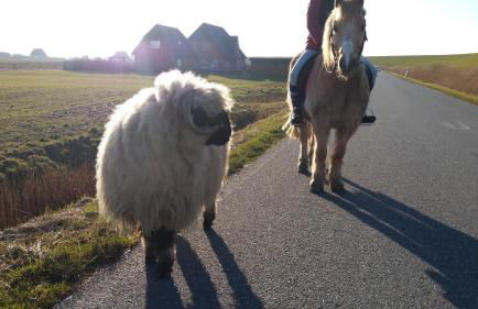 Apartment Radmokerhuus - Foto 24