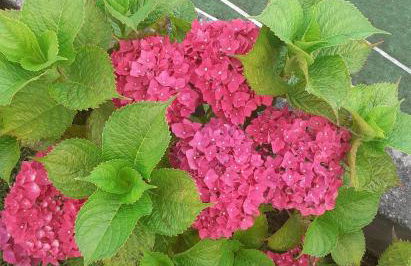 Quinta dos Silvas - Foto 54