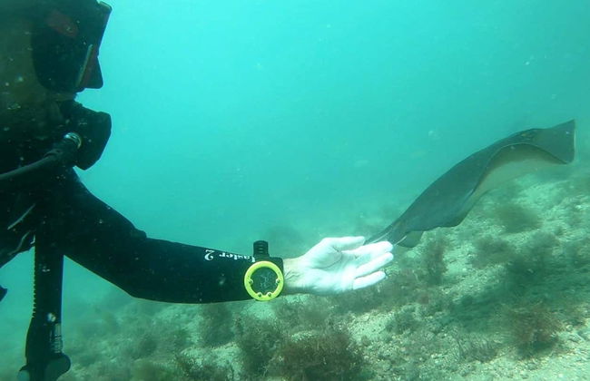 Bautismo de buceo en Ubatuba - Foto 6