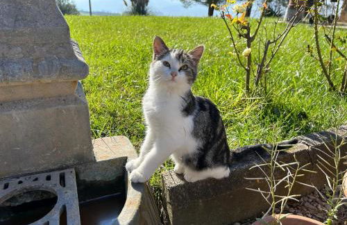 Agriturismo Giorgini - Foto 14