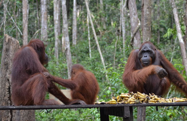 Houseboat Bee Kelotok - Foto 65