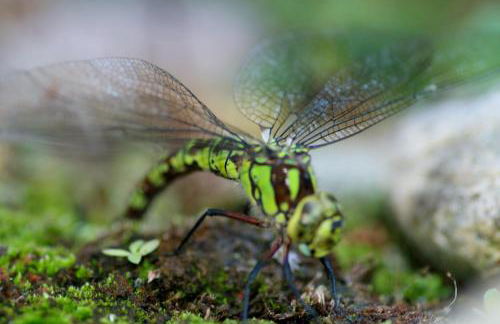 Haus Maria - Foto 10