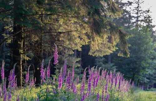 Swan Landing - Photo 21