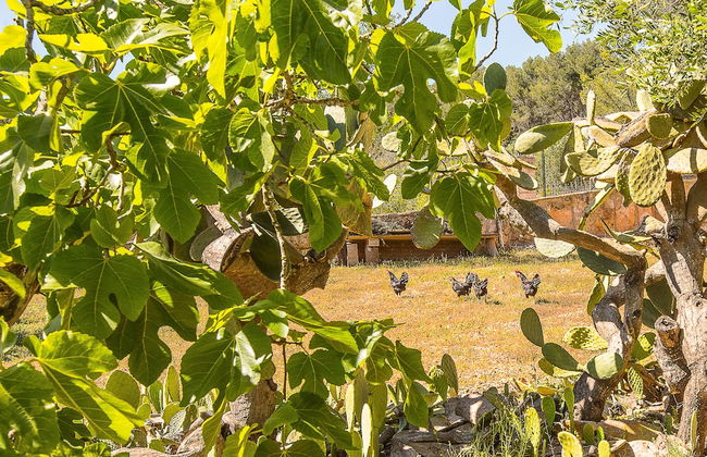 Villa Son Fornes - Foto 47