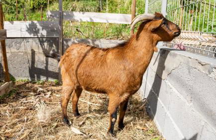 The Goat's Place III - Foto 5